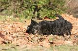 SCOTTISH TERRIER 103